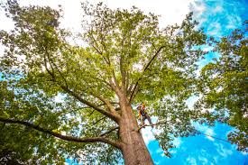 How Our Tree Care Process Works  in  Combee Settlement, FL