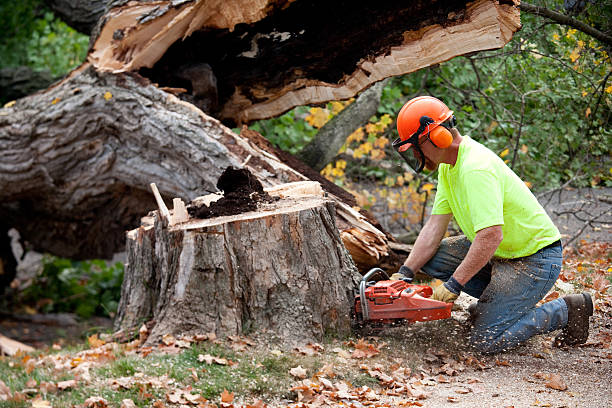 Best Root Management and Removal  in Combee Settlement, FL